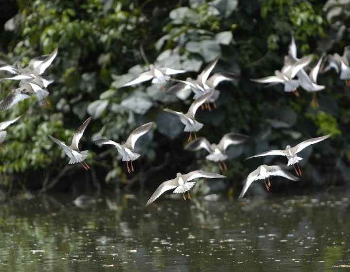 sungei buloh wetland reserve