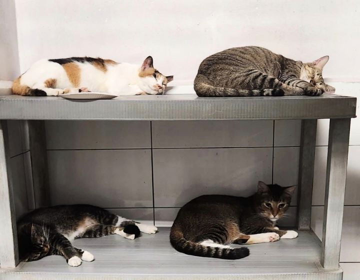 Cat adoption Singapore - Animal Lovers League Singapore