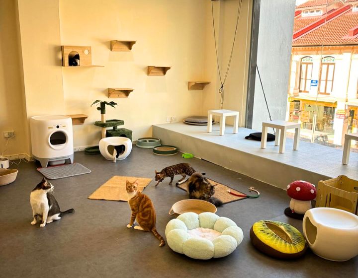 Cat adoption Singapore - Cat Paradise cat cafe