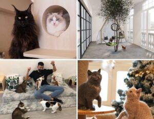 Cat Cafes in Singapore