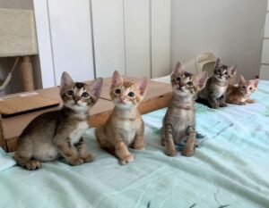 Cat adoption Singapore - Project SOKS