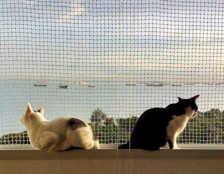 Cat adoption in Singapore - The Cat People catproof mesh for balconies and windows