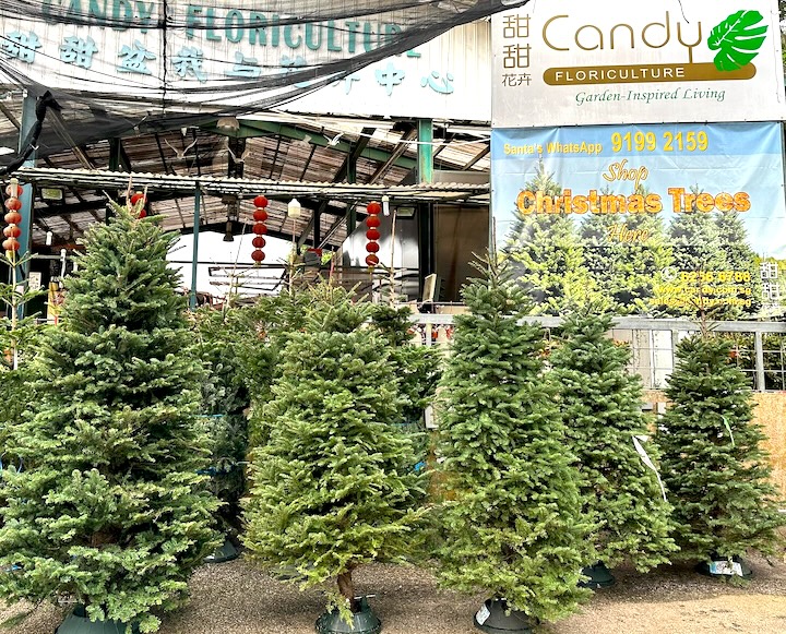 christmas tree singapore - candy floriculture