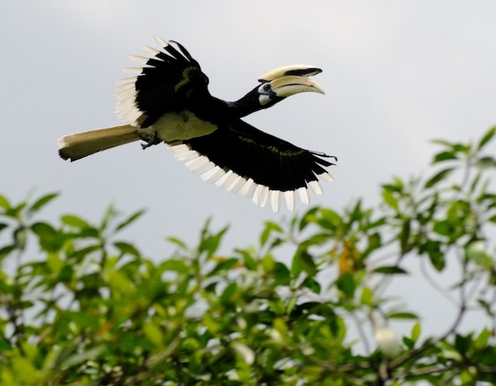 nparks oriental pied hornbill