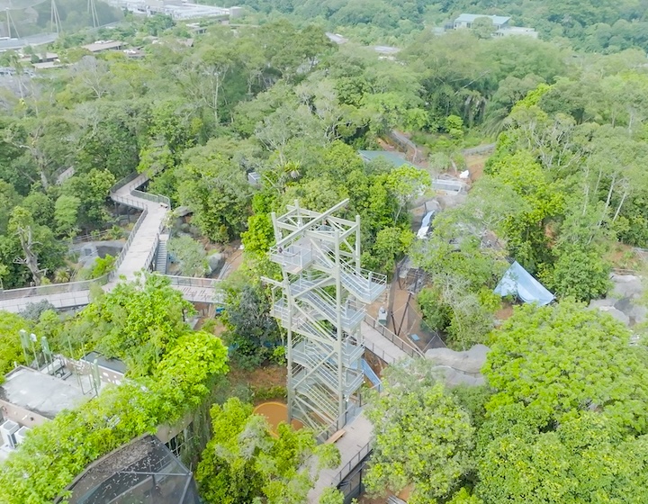 rainforest wild asia - canopy 