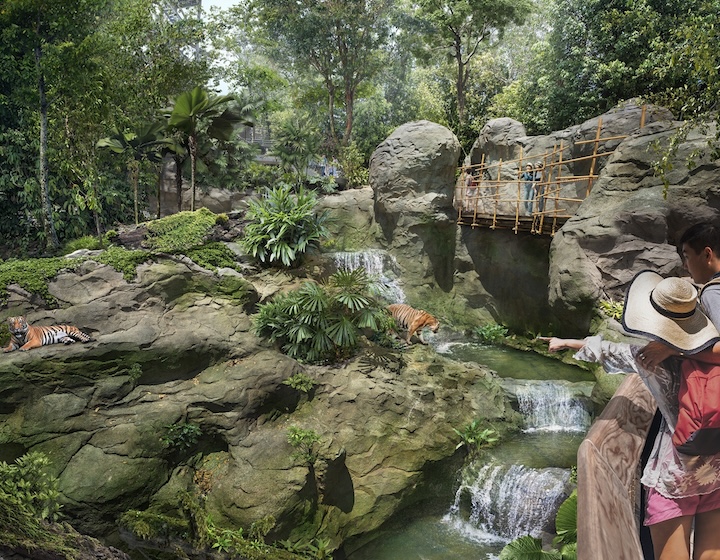 rainforest wild asia - forest floor malayan tigers