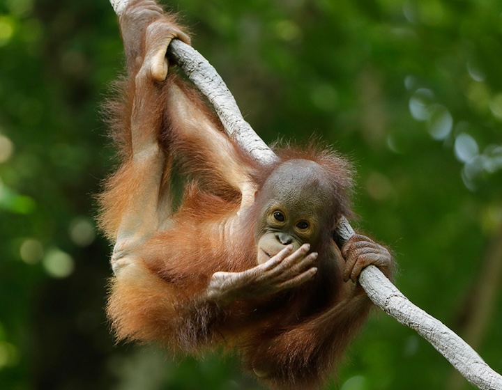 rainforest wild asia - orangutan 