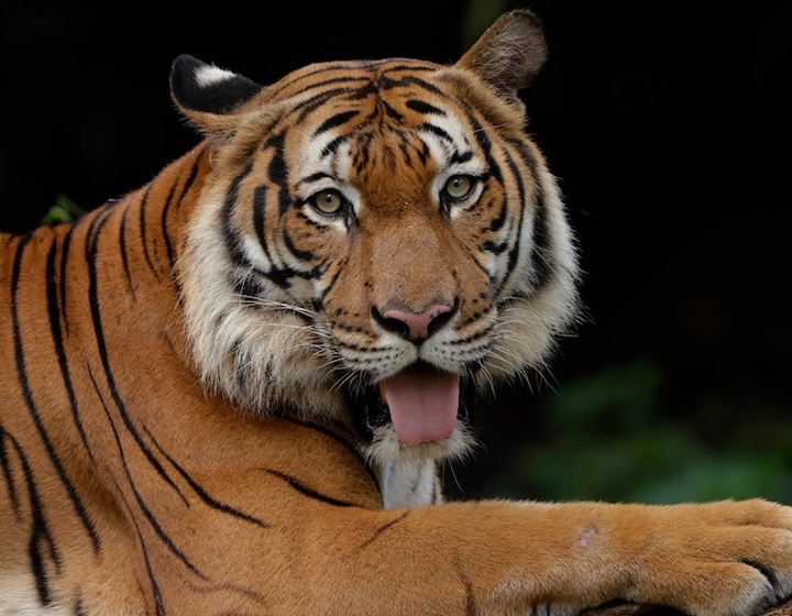 rainforest wild asia - tiger animal encounters animal shows