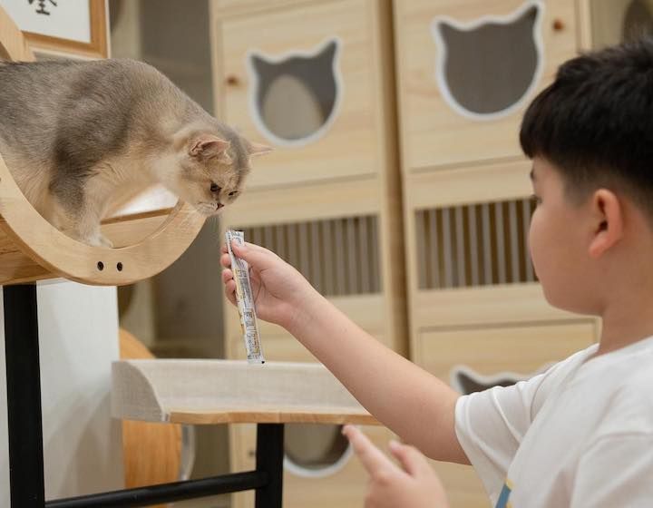 Things to do in Singapore - Kids activities in Singapore - Cat cafe