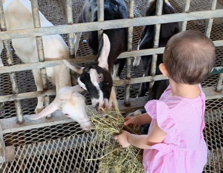 Things to do in Singapore - kids activities - Hay Dairies Goat Farm