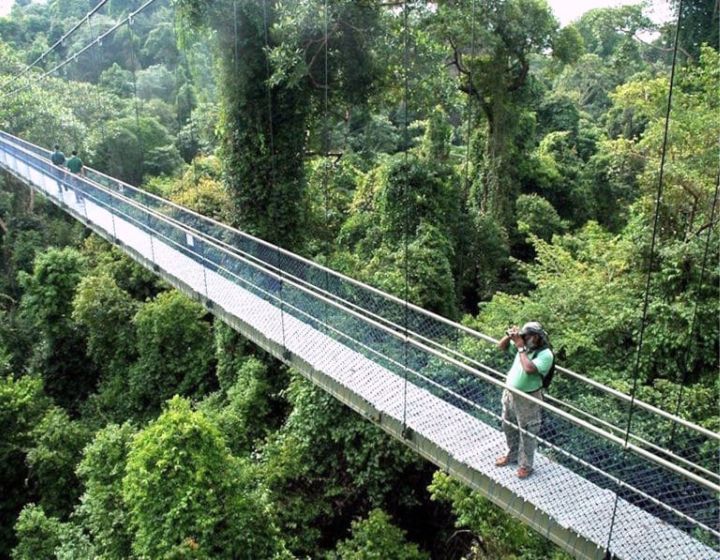 Things to do in Singapore - Free Kids' Activity - MacRitchie Reservoir Park - Treetop Walk Suspension Bridge