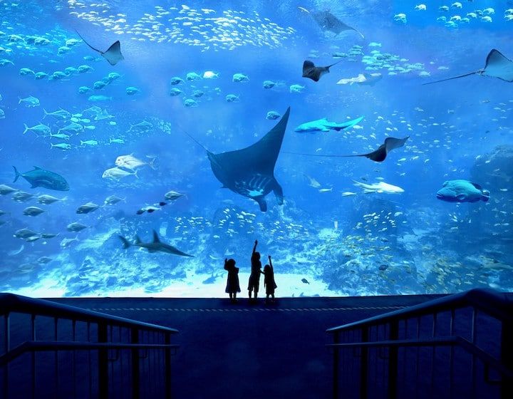 Indoor things to do in Singapore with kids - SEA Aquarium