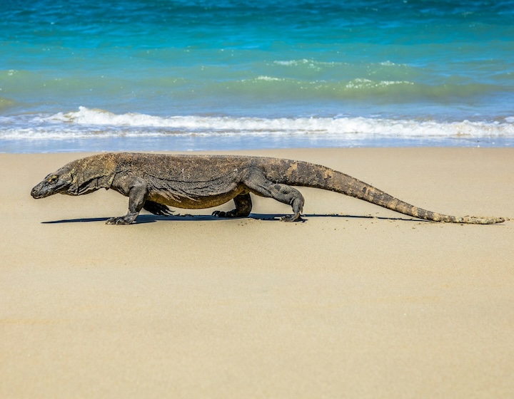 labuan bajo komodo dragon komodo national park